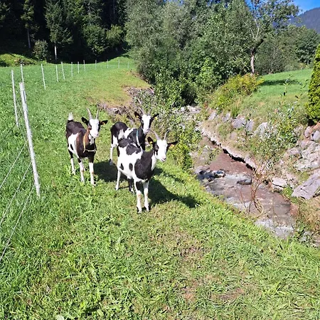 Waidmannsheil - 67qm By Interhome