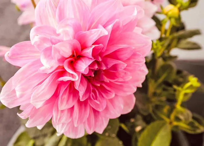 Appartement Waidmannsheil - 67qm By Interhome *